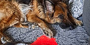 Mila participe au concours pour gagner de l'argent avec cette photo : animal, blanket, clothes, couch, cozy, curtain, dog, fish_tank, fur, furniture, german_shepherd, home, indoor, lying_down, paw, pet, red_object, relaxed, resting, toy