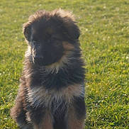 Mila participe au concours pour gagner de l'argent avec cette photo : adorable, animal, canine, cute, daylight, dog, field, fluffy, fur, german_shepherd, grass, mammal, nature, outdoor, pet, portrait, puppy, sitting, sunlight, young