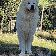 Salto participe au concours pour gagner de l'argent avec cette photo : alert, animal, canine, daylight, dog, fluffy, forest, friendly, grass, mammal, nature, outdoor, pet, portrait, rock, standing, sunlight, tongue, tree, white_dog