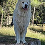 alert, animal, canine, daylight, dog, fluffy, forest, friendly, grass, mammal, nature, outdoor, pet, portrait, rock, standing, sunlight, tongue, tree, white_dog