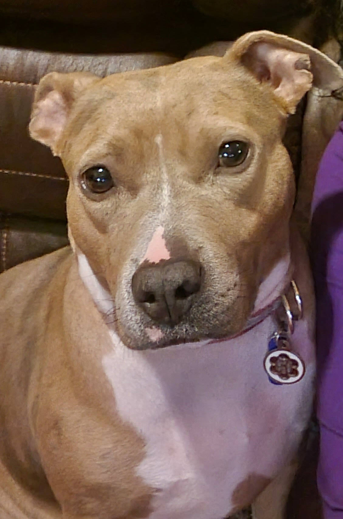 Rey joined the competition — help win amazing prizes! ancient_dog_breeds, canidae, carnivore, collar, companion_dog, dog, dog_breed, dog_collar, ear, eye, fawn, hunting_dog, non_sporting_group, pet_supply, snout, sporting_group, terrestrial_animal, whiskers, working_animal, working_dog