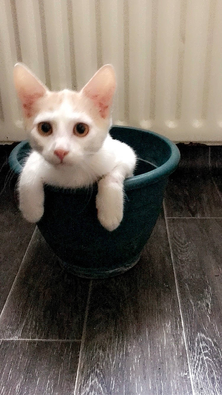 Snoppy a rejoint le concours — aidez-le/la à gagner de superbes lots ! carnivore, cat, cat_supply, claw, comfort, domestic_short_haired_cat, fawn, felidae, flooring, fur, hardwood, paw, pet_supply, small_to_medium_sized_cats, snout, tail, terrestrial_animal, whiskers, wood