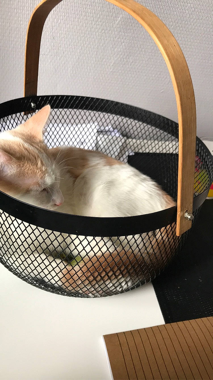 Snoppy a rejoint le concours — aidez-le/la à gagner de superbes lots ! animal_shelter, baby_products, bag, basket, cage, carnivore, cat, cat_bed, cat_supply, comfort, domestic_short_haired_cat, fawn, felidae, fur, pet_supply, product, small_to_medium_sized_cats, tail, whiskers, wicker