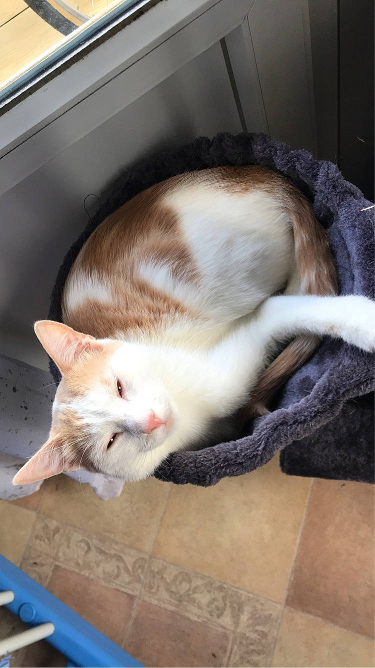 Snoppy participe au concours pour gagner de l'argent avec cette photo : box, carnivore, cat, cat_supply, claw, comfort, domestic_short_haired_cat, fawn, felidae, fur, hardwood, mammal, paw, pet_supply, small_to_medium_sized_cats, snout, tail, whiskers, wood