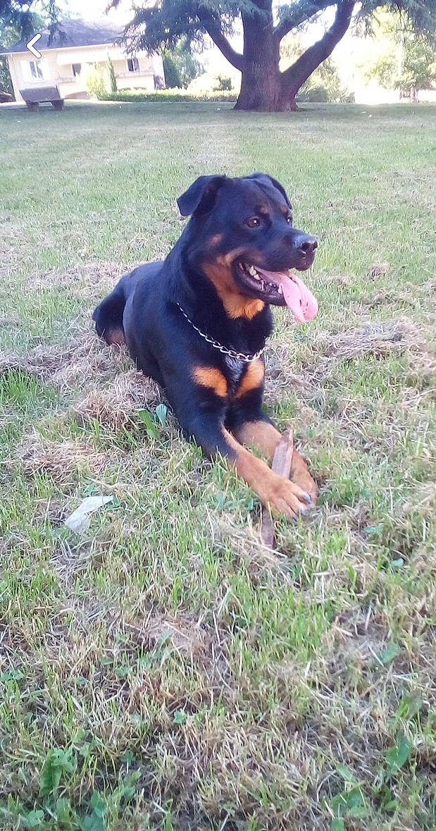 Blacko a rejoint le concours — aidez-le/la à gagner de superbes lots ! art, carnivore, collar, companion_dog, dog, dog_breed, dog_collar, dog_supply, fawn, grass, guard_dog, hunting_dog, paw, pet_supply, plant, rottweiler, terrestrial_animal, working_animal, working_dog