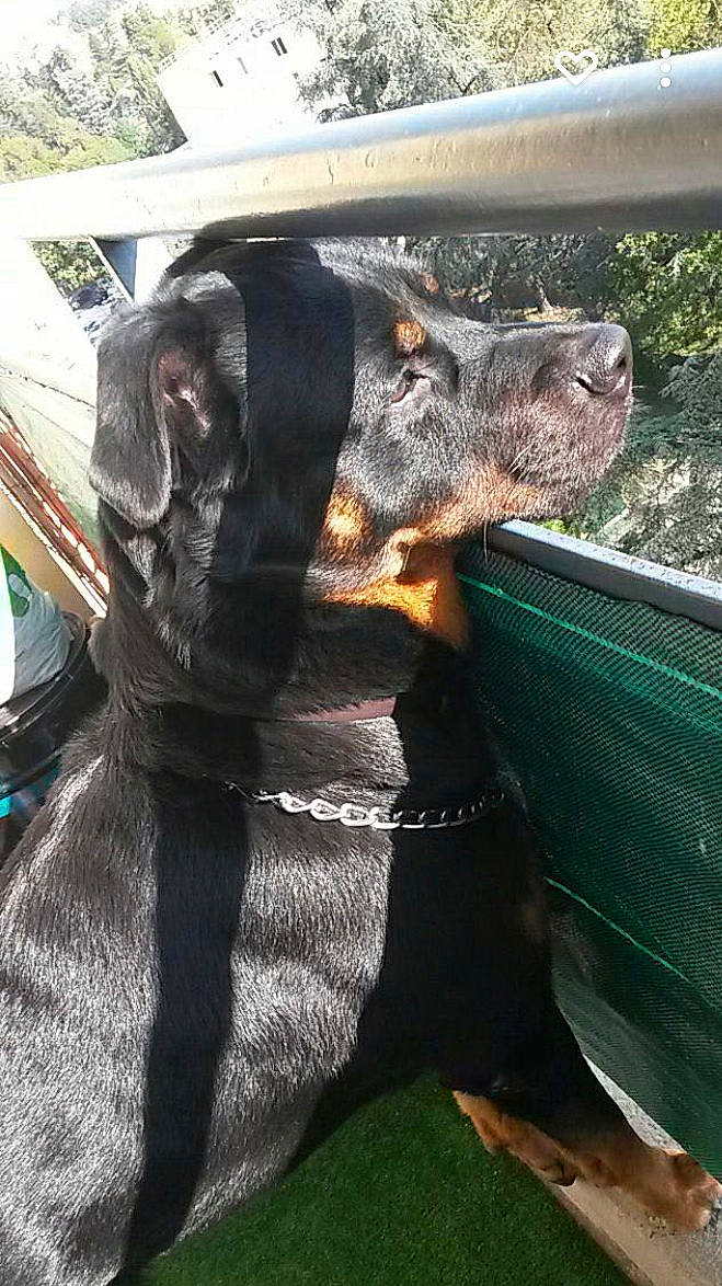 Blacko a rejoint le concours — aidez-le/la à gagner de superbes lots ! canidae, carnivore, collar, companion_dog, dog, dog_breed, dog_collar, dog_supply, fawn, fur, grass, guard_dog, hood, pet_supply, snout, sporting_group, tail, terrestrial_animal, working_animal, working_dog