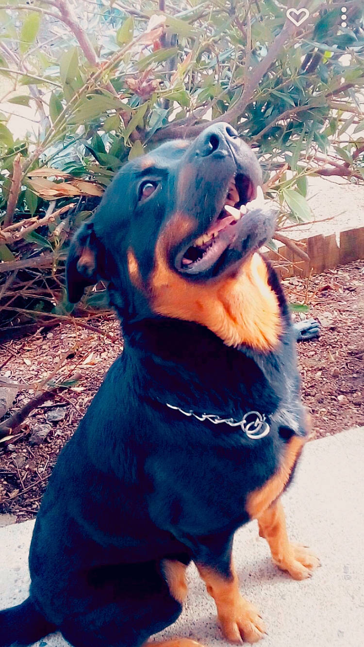 Blacko a rejoint le concours — aidez-le/la à gagner de superbes lots ! carnivore, collar, companion_dog, dog, dog_breed, dog_collar, dog_supply, electric_blue, fawn, grass, guard_dog, leash, personal_protective_equipment, pet_supply, plant, snout, sporting_group, whiskers, working_animal, working_dog