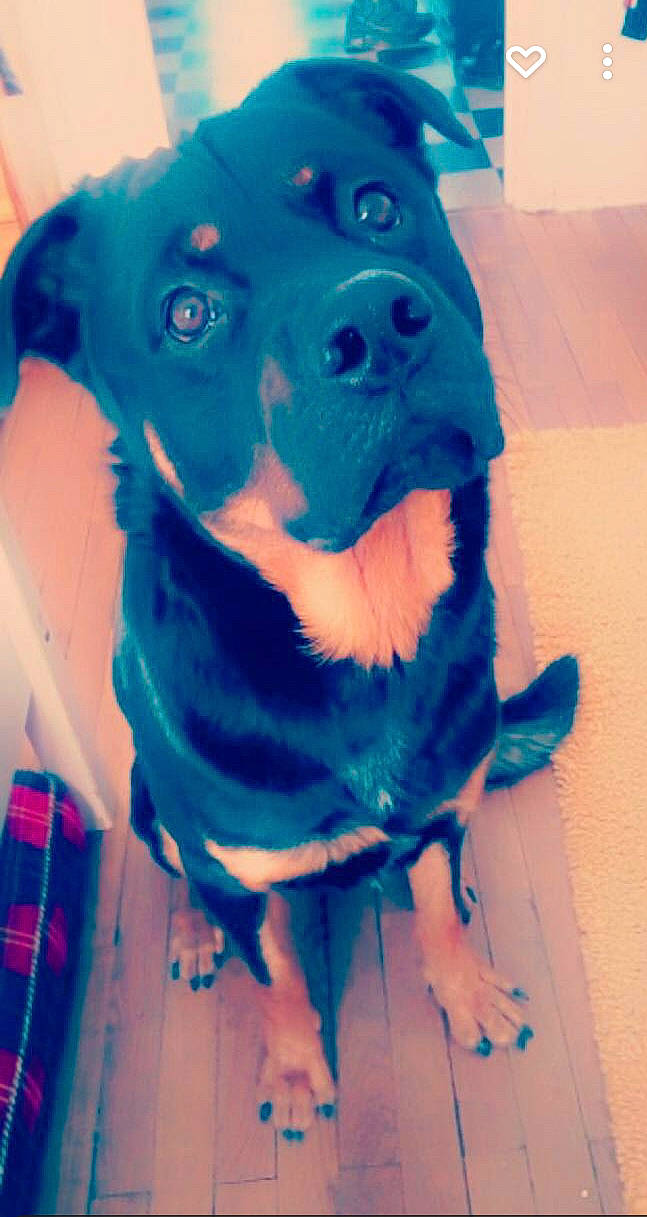 Blacko a rejoint le concours — aidez-le/la à gagner de superbes lots ! azure, blue, canidae, carnivore, companion_dog, dog, dog_breed, dog_clothes, dog_supply, electric_blue, fawn, fur, personal_protective_equipment, snout, sporting_group, t_shirt, tartan, toy_dog, whiskers, working_animal