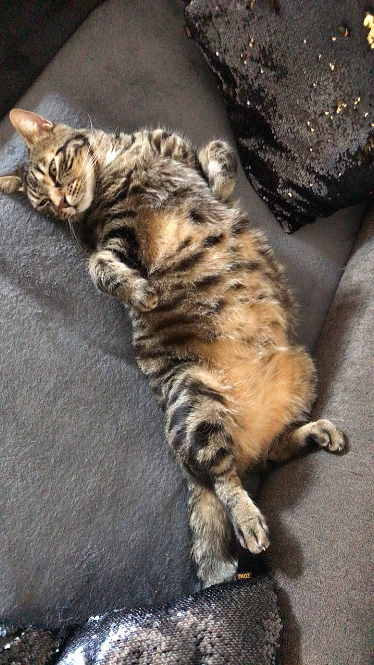 Simba participe au concours pour gagner de l'argent avec cette photo : carnivore, cat, claw, domestic_short_haired_cat, felidae, fur, nap, paw, small_to_medium_sized_cats, snout, tail, terrestrial_animal, whiskers, wildlife