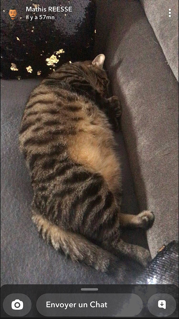 Simba participe au concours pour gagner de l'argent avec cette photo : carnivore, cat, claw, comfort, darkness, domestic_short_haired_cat, felidae, foot, fur, nap, paw, small_to_medium_sized_cats, tail, terrestrial_animal, whiskers, wildlife, wood