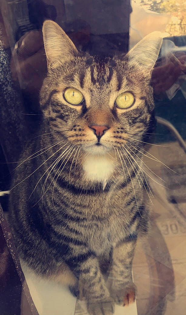 Simba a rejoint le concours — aidez-le/la à gagner de superbes lots ! carnivore, cat, domestic_short_haired_cat, felidae, fur, grass, pattern, paw, small_to_medium_sized_cats, snout, square, terrestrial_animal, whiskers, window