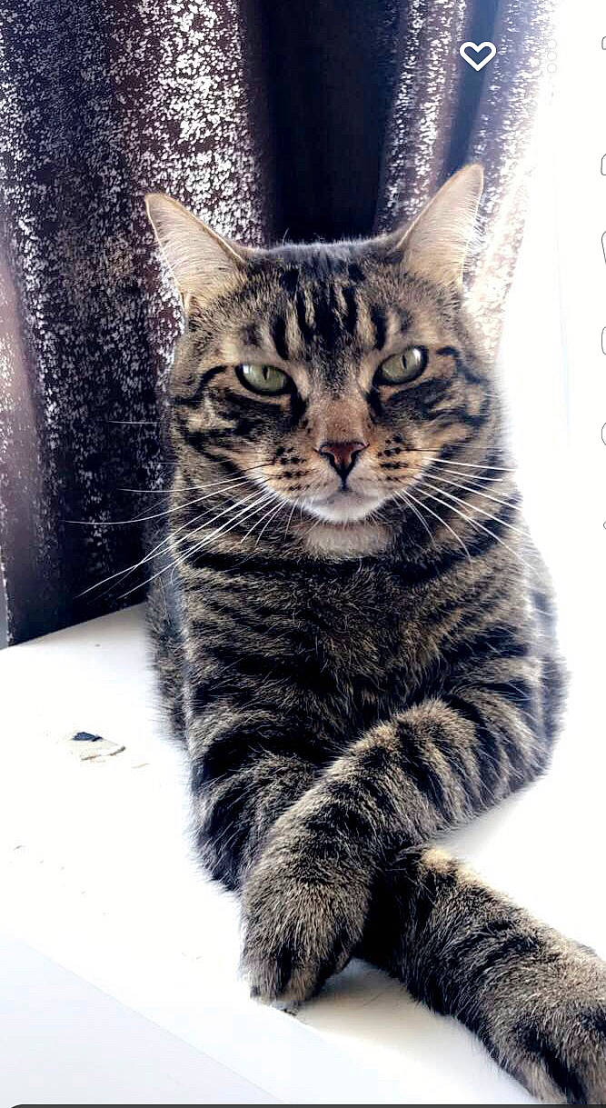 Simba participe au concours pour gagner de l'argent avec cette photo : carnivore, cat, claw, domestic_short_haired_cat, felidae, fur, paw, sitting, small_to_medium_sized_cats, snout, tail, terrestrial_animal, tree, whiskers, wildlife, window