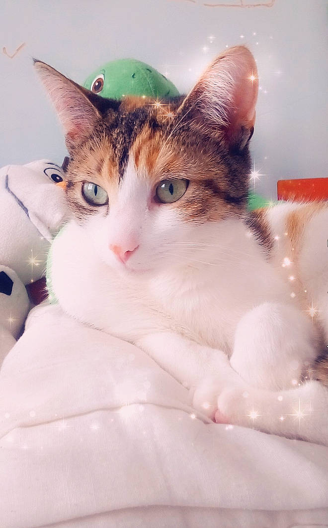 Nal a rejoint le concours — aidez-le/la à gagner de superbes lots ! art, carnivore, cat, domestic_short_haired_cat, eye, eyelash, fawn, felidae, fur, paw, small_to_medium_sized_cats, snout, tail, whiskers, window