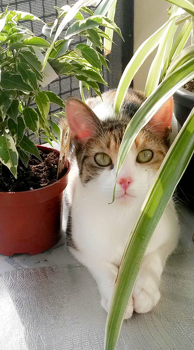 Nal a rejoint le concours — aidez-le/la à gagner de superbes lots ! carnivore, cat, domestic_short_haired_cat, felidae, flowerpot, fur, grass, herb, houseplant, metal, pet_supply, photo_caption, plant, plant_stem, small_to_medium_sized_cats, snout, tail, terrestrial_plant, tree, whiskers