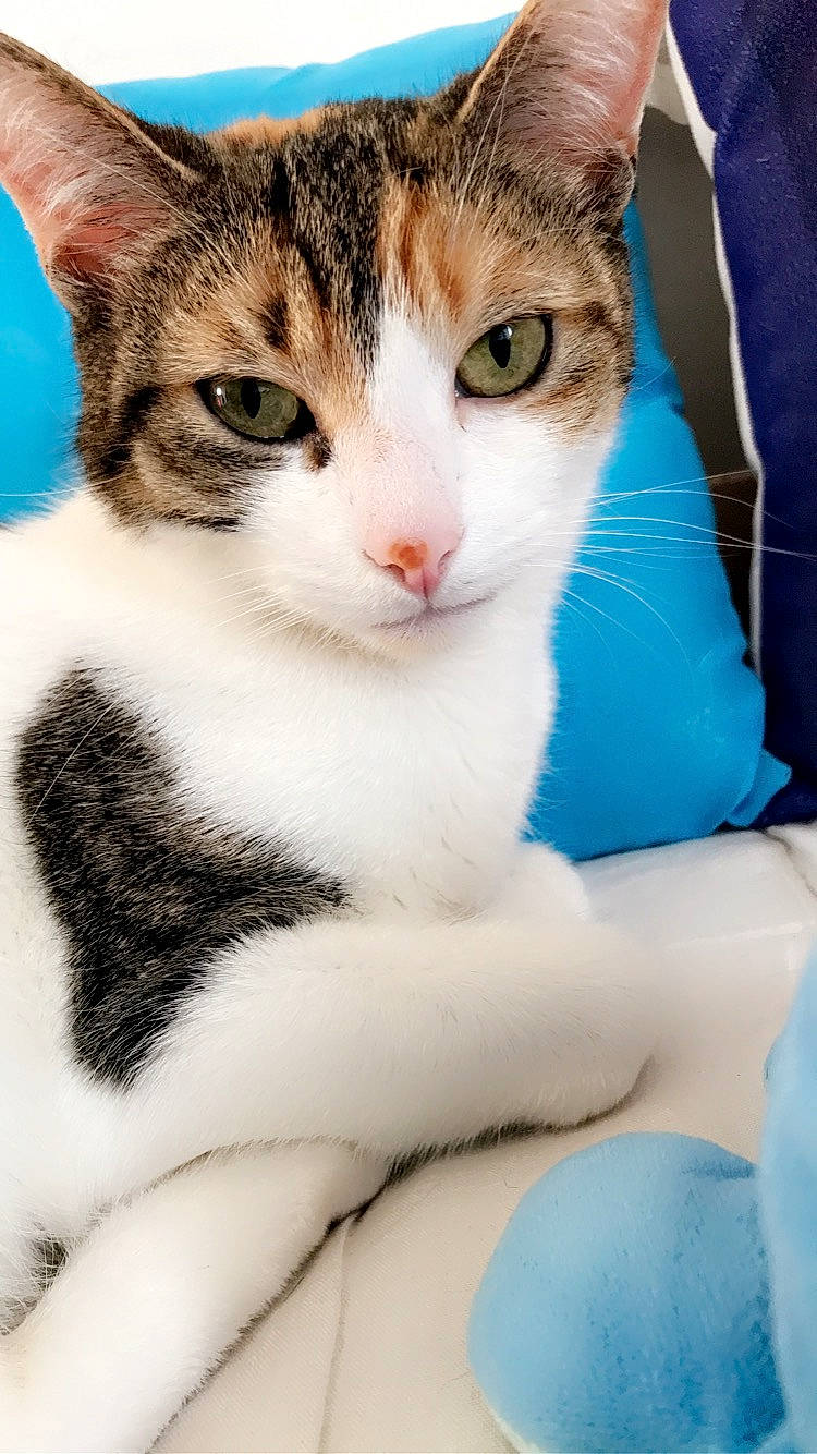 Nal participe au concours pour gagner de l'argent avec cette photo : blue, carnivore, cat, comfort, domestic_short_haired_cat, electric_blue, eye, felidae, fur, head, small_to_medium_sized_cats, snout, whiskers