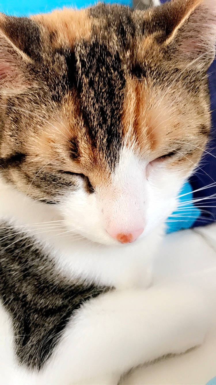 Nal participe au concours pour gagner de l'argent avec cette photo : carnivore, cat, domestic_short_haired_cat, eye, felidae, fur, grass, head, nap, nose, paw, sitting, small_to_medium_sized_cats, snout, tail, terrestrial_animal, tree, vertebrate, whiskers, wildlife