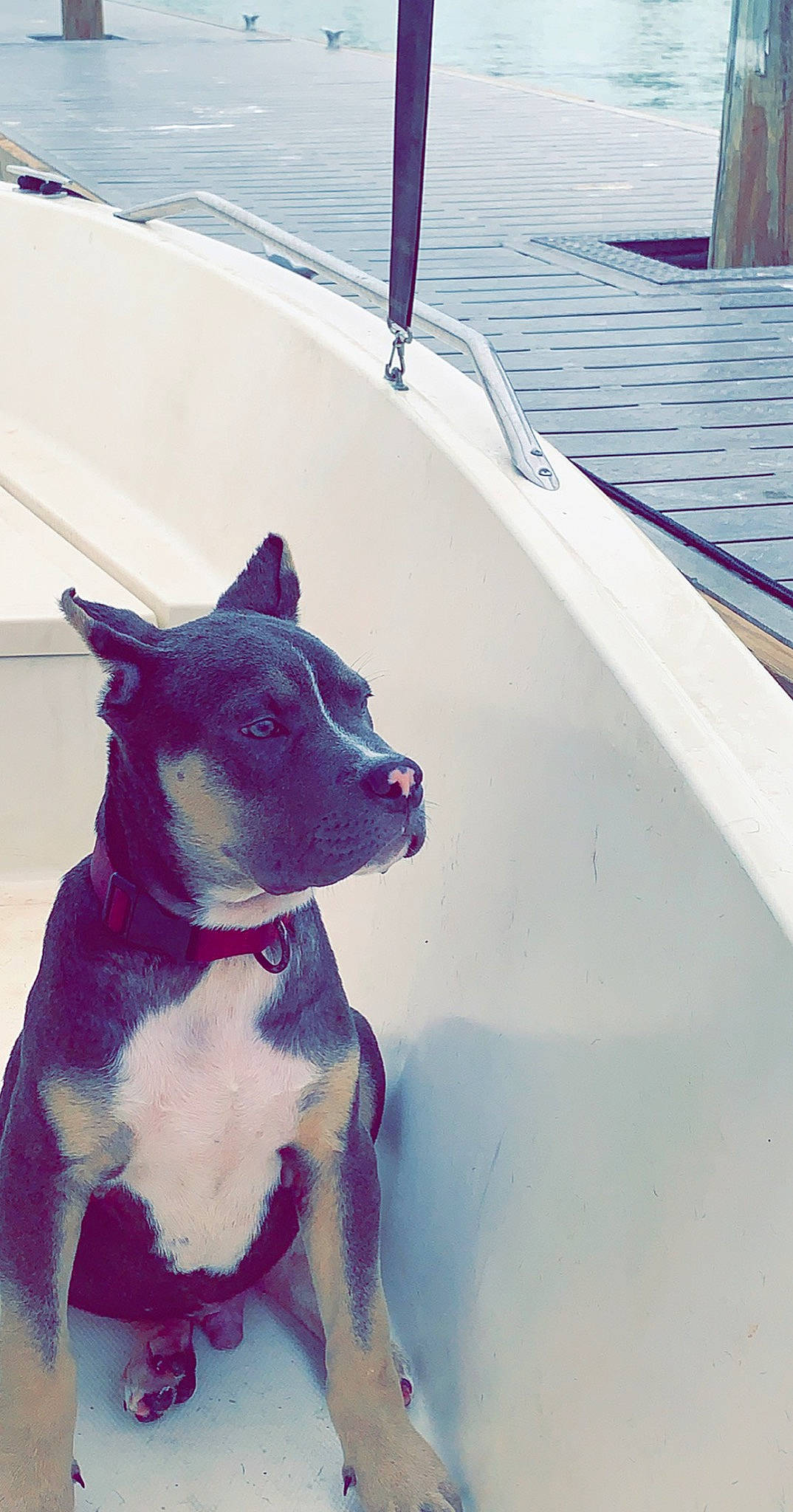 Jager is registered to the contest to win money with this photo: art, boat, boats_and_boating_equipment_and_supplies, carnivore, collar, companion_dog, dog, dog_breed, dog_collar, fawn, lake, naval_architecture, pet_supply, snout, sporting_group, vehicle, water, water_transportation, watercraft, working_animal