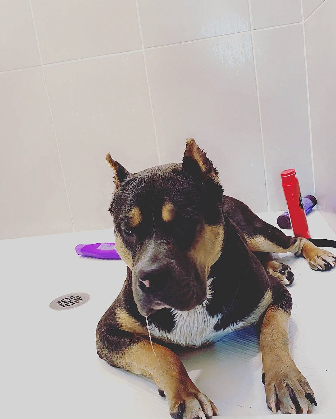 Jager joined the competition — help win amazing prizes! art, canidae, carnivore, companion_dog, dog, dog_breed, dog_supply, fur, guard_dog, herding_dog, paw, pet_supply, snout, sporting_group, terrestrial_animal, working_animal, working_dog