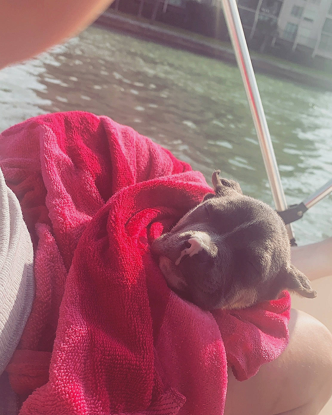 Jager is registered to the contest to win money with this photo: canidae, carmine, carnivore, comfort, companion_dog, dog, dog_breed, fashion_accessory, fawn, foot, lake, magenta, red, small_to_medium_sized_cats, snout, sporting_group, tail, tints_and_shades, water, working_animal