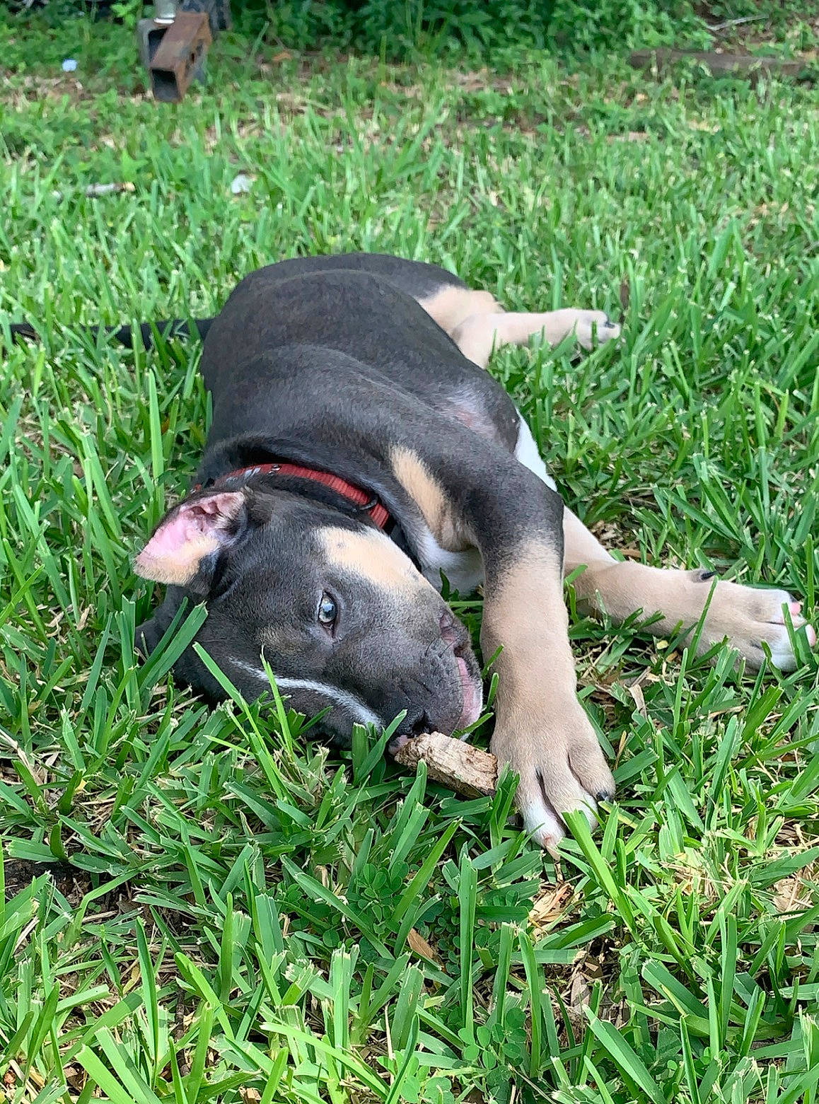 Jager joined the competition — help win amazing prizes! beaglier, carnivore, comfort, companion_dog, dog, dog_breed, grass, grassland, groundcover, guard_dog, non_sporting_group, plant, snout, sporting_group, tail, terrestrial_animal, working_animal, working_dog