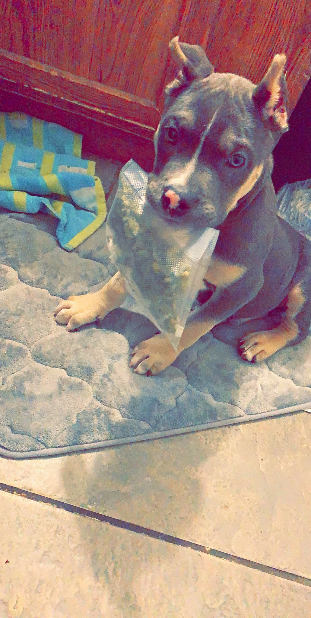 Jager joined the competition — help win amazing prizes! canidae, carnivore, companion_dog, concrete, dog, dog_breed, dog_collar, dog_supply, fawn, flooring, fun, guard_dog, non_sporting_group, snout, sporting_group, working_animal, working_dog