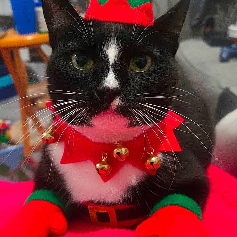 Coco