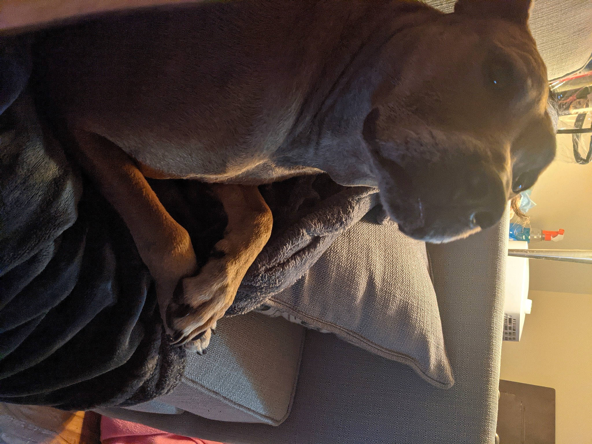 Tebow is registered to the contest to win money with this photo: canidae, carnivore, comfort, companion_dog, dog, dog_breed, ear, fawn, grey, guard_dog, jaw, liver, snout, sporting_group, tail, terrestrial_animal, tints_and_shades, whiskers, wood, working_animal