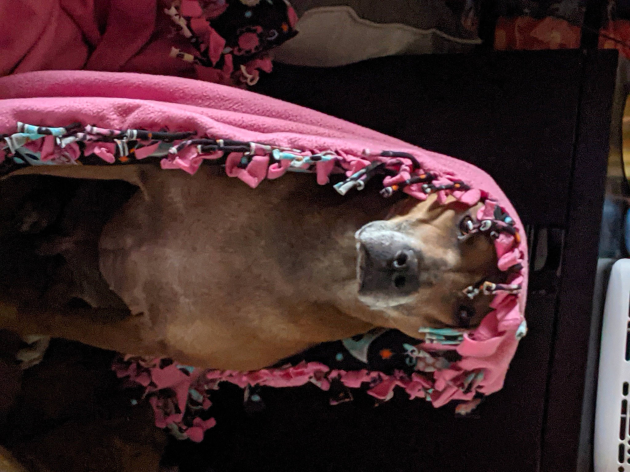 Tebow joined the competition — help win amazing prizes! canidae, carnivore, collar, comfort, companion_dog, dog, dog_breed, dog_supply, fawn, guard_dog, jaw, leash, linens, liver, magenta, pet_supply, pink, snout, sporting_group, working_animal