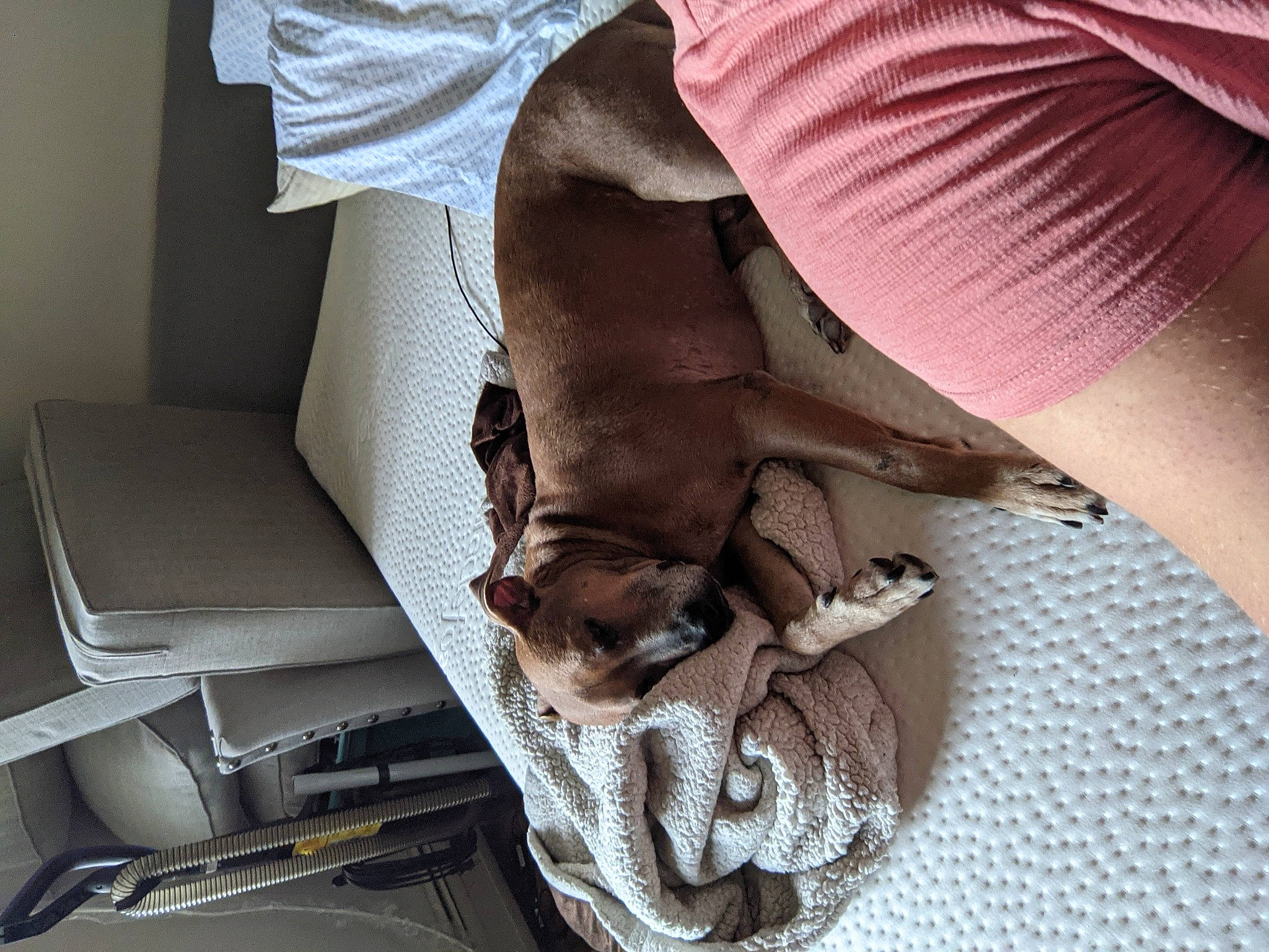 Tebow joined the competition — help win amazing prizes! bed, bed_sheet, bedding, canidae, carnivore, comfort, companion_dog, dog, dog_breed, elbow, fawn, felidae, flooring, human_leg, knee, linens, small_to_medium_sized_cats, sporting_group, thigh, wood