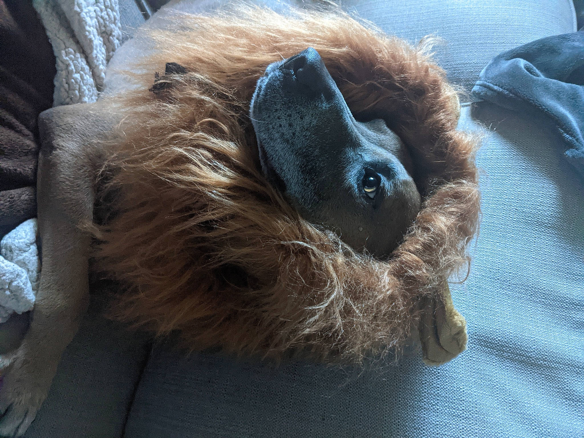 Tebow is registered to the contest to win money with this photo: canidae, claw, comfort, companion_dog, dog_breed, electric_blue, fawn, foot, fur, human_leg, liver, natural_material, paw, snout, sporting_group, tail, terrestrial_animal, whiskers, wildlife, working_animal