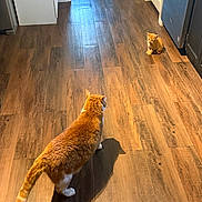 Lil Man joined the competition — help win amazing prizes! animal, cabinet, cat, curious, domestic_cat, door, feline, flooring, home_interior, indoor, kitchen, kitten, lighting, orange_cat, pet, shadow, sitting, standing, two_animals, wooden_floor