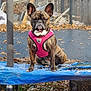 dog, french_bulldog, brindle, pink_harness, trampoline, outdoor, autumn_leaves, backyard, pet, animal, sitting, fence, daylight, serious_expression, blue, fabric, grass, crate, leaf_litter, canine