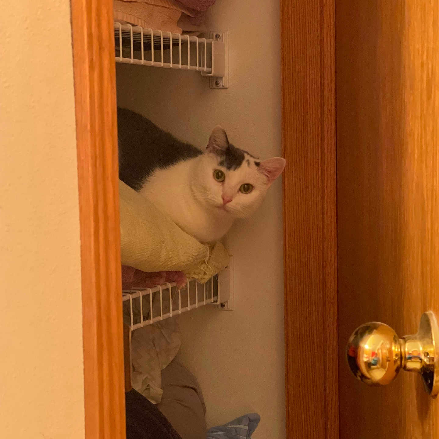 Pearl joined the competition — help win amazing prizes! abyssinian, animal, bookcase, cabinet, cat, closet, cupboard, door, drawer, furniture, hardwood, indoors, interiordesign, kitten, manx, pet, plywood, shelf, stainedwood, wood