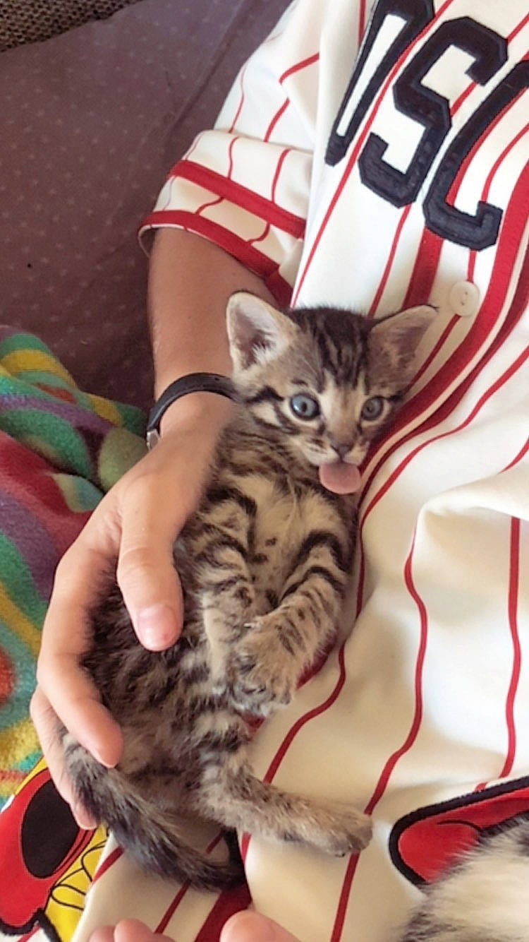 Néo participe au concours pour gagner de l'argent avec cette photo : bed, carnivore, cat, claw, comfort, domestic_short_haired_cat, fawn, felidae, fur, gesture, lap, linens, nail, pattern, paw, sleeve, small_to_medium_sized_cats, tail, vertebrate, whiskers