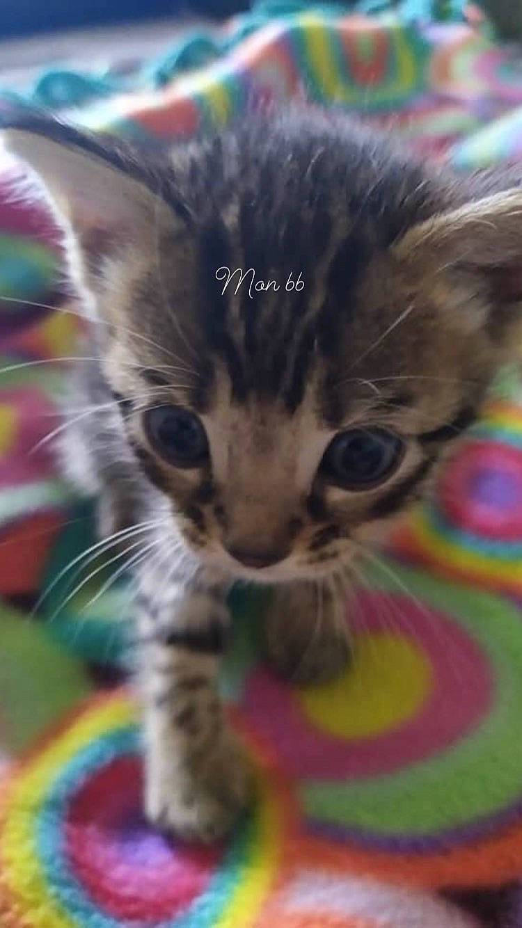 Néo participe au concours pour gagner de l'argent avec cette photo : carnivore, cat, cat_supply, cat_toy, claw, close_up, domestic_short_haired_cat, fawn, felidae, fur, paw, pet_supply, small_to_medium_sized_cats, snout, tail, whiskers, wildlife