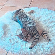 Néo participe au concours pour gagner de l'argent avec cette photo : animal, cat, domestic_cat, ears, feline, floor_tiles, fluffy_rug, fur, home, indoor, looking, lying_down, paw, pet, relaxed, resting, spotted, tabby, whiskers, white_rug