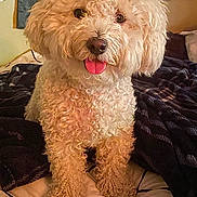 Koda is registered to the contest to win money with this photo: animal, bed, blanket, brown, companion, cozy, curly_fur, curtains, cute, dog, domestic, fur, fur_texture, happy, indoor, pet, playful, small_dog, tongue_out, white