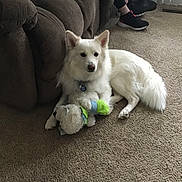 Stewie joined the competition — help win amazing prizes! dog, white_dog, plush_toy, carpet, couch, indoor, pet, furniture, relaxing, domestic, animal, canine, toy, living_room, person_legs, shoes, lamp, cozy, resting, home