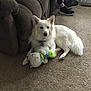 dog, white_dog, plush_toy, carpet, couch, indoor, pet, furniture, relaxing, domestic, animal, canine, toy, living_room, person_legs, shoes, lamp, cozy, resting, home