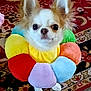 Angel joined the competition — help win amazing prizes! animal, chihuahua, colorful, cute, dog, domestic, ears, face, floor, flower_shape, fur, indoor, looking, patterned_rug, pet, pet_accessory, plush_collar, rug, sitting, small_dog