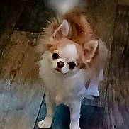 Angel joined the competition — help win amazing prizes! animal, brown_and_white, canine, chihuahua, companion, cute, dog, domestic, ears, flooring, fluffy, fur, house, indoor, looking_up, pet, small_dog, standing, tail, wooden_floor