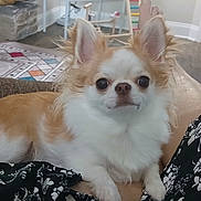 Angel joined the competition — help win amazing prizes! dog, chihuahua, small_dog, pet, indoor, couch, living_room, person, legs, floral_clothing, brown, white, fur, ears, floor, rug, fireplace, home, relaxing, cute