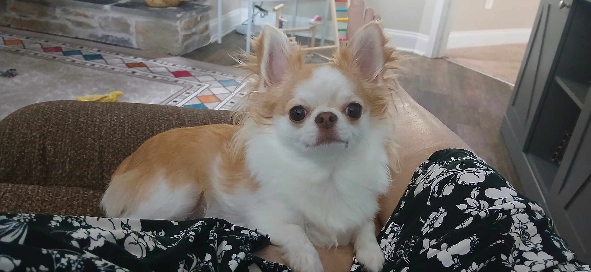 Angel joined the competition — help win amazing prizes! dog, chihuahua, small_dog, pet, indoor, couch, living_room, person, legs, floral_clothing, brown, white, fur, ears, floor, rug, fireplace, home, relaxing, cute
