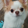Angel is registered to the contest to win money with this photo: animal, brown_fur, chihuahua, closeup, companion, curious, cute, dog, ears, eyes, floor, fur, indoor, muzzle, nose, pet, portrait, small_dog, toy, white_fur