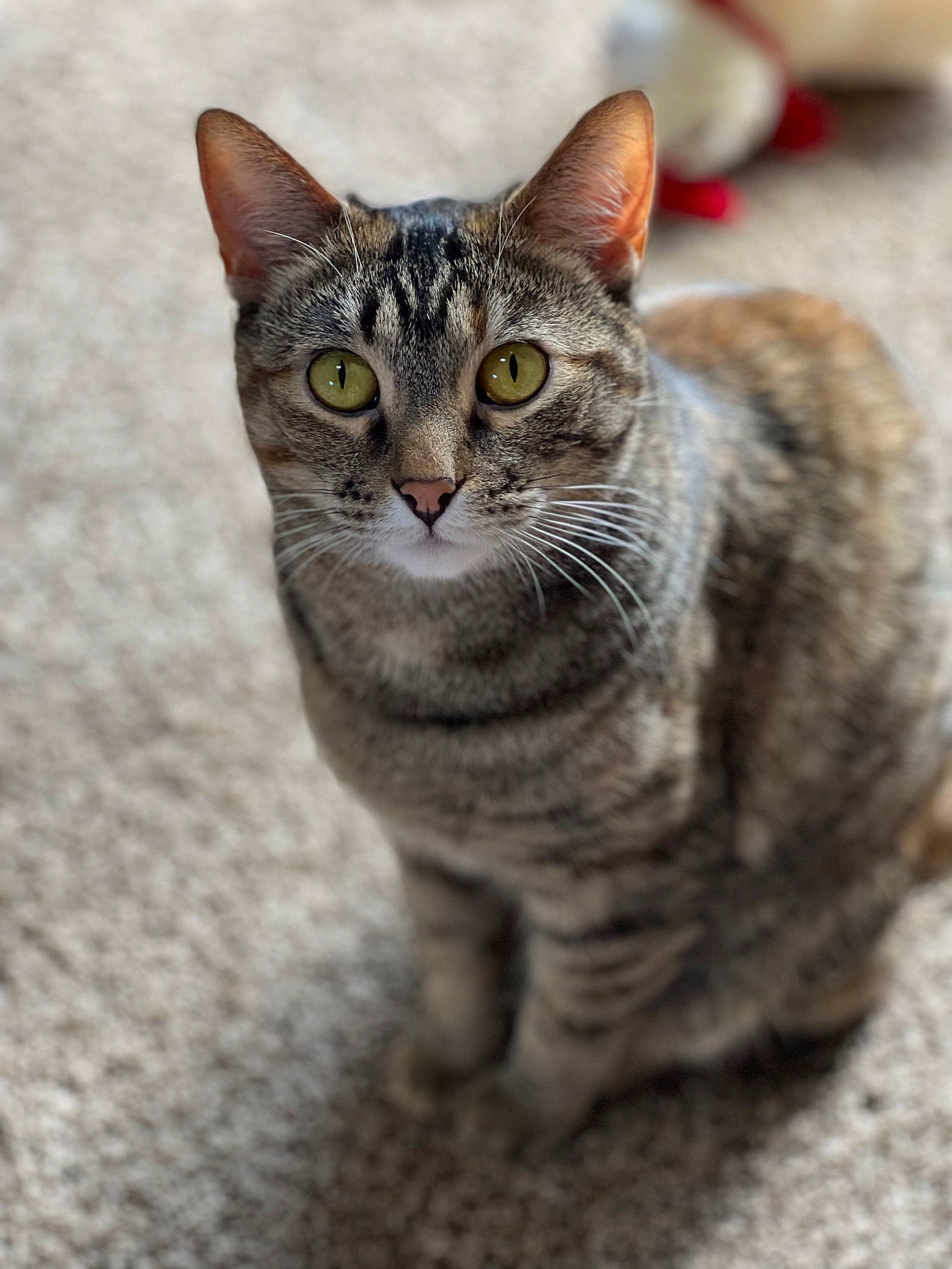 Addie is registered to the contest to win money with this photo: art, carnivore, cat, domestic_short_haired_cat, eye, felidae, fur, head, paw, sitting, small_to_medium_sized_cats, snout, terrestrial_animal, whiskers, wildlife, window