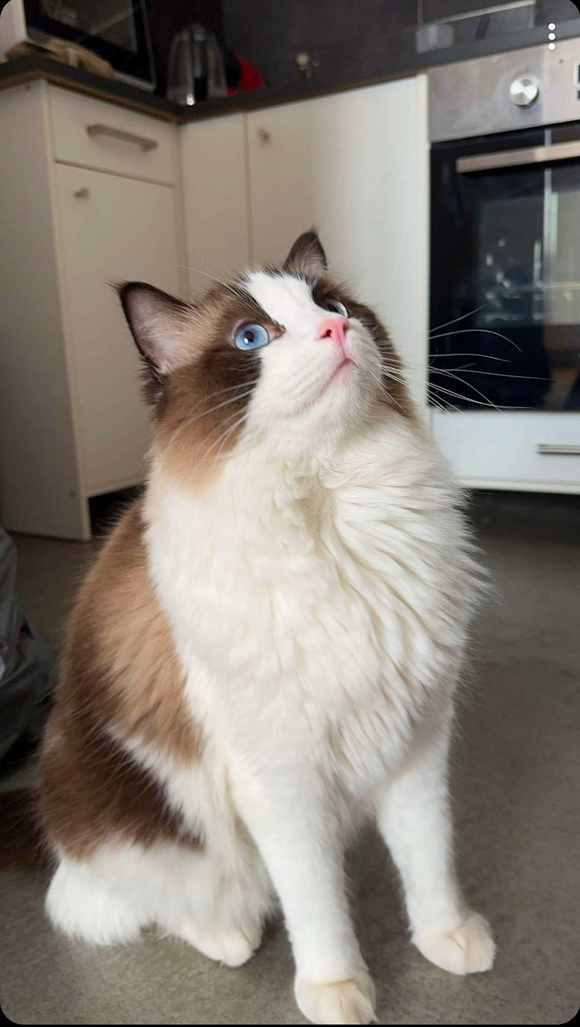 Thao participe au concours pour gagner de l'argent avec cette photo : carnivore, cat, domestic_short_haired_cat, felidae, flooring, fur, hardwood, paw, small_to_medium_sized_cats, snout, tail, whiskers, window, wood