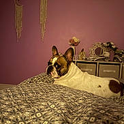 Rio a rejoint le concours — aidez-le/la à gagner de superbes lots ! dog, french_bulldog, bed, bedspread, patterned, purple_wall, macrame, decor, photoframes, flower_vase, indoor, pet, animal, cozy, looking_back, ears_up, furniture, resting, home, room