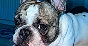 Rio participe au concours pour gagner de l'argent avec cette photo : dog, french_bulldog, pet, indoor, resting, blanket, close_up, animal, cute, ears, face, fur, looking, mammal, domestic_animal, portrait, snout, whiskers, relaxed, companion