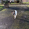 Rio a rejoint le concours — aidez-le/la à gagner de superbes lots ! french_bulldog, dog, pet, outdoor, park, asphalt, tree, bench, house, sky, sunlight, shadow, leafless_tree, residential, walk, nature, grass, shrub, daytime, canine