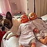 Rio a rejoint le concours — aidez-le/la à gagner de superbes lots ! french_bulldog, dog, dolls, baby_dolls, bed, blanket, curtains, pink, white_clothing, stuffed_toys, indoor, pet, animal, sleepwear, room, furniture, toy, closeup, companion, relaxing